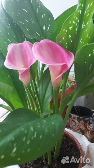 Калла луковицы