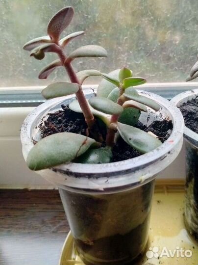 Денежное дерево