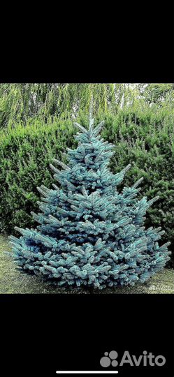 Ель голубая