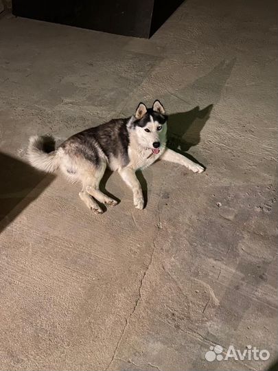 Потерялась собака