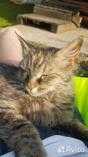 Трёхцветная кошка на счастье