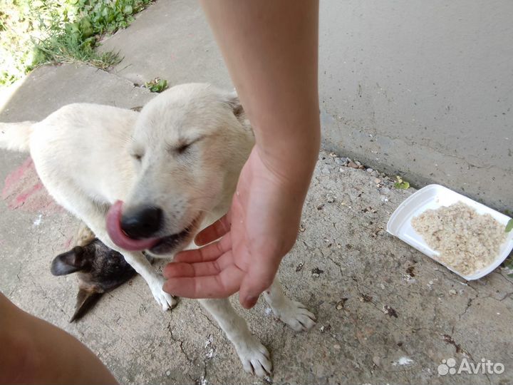 Лучшие друзья