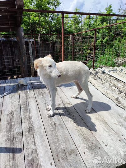 Русская псовая борзая щенки