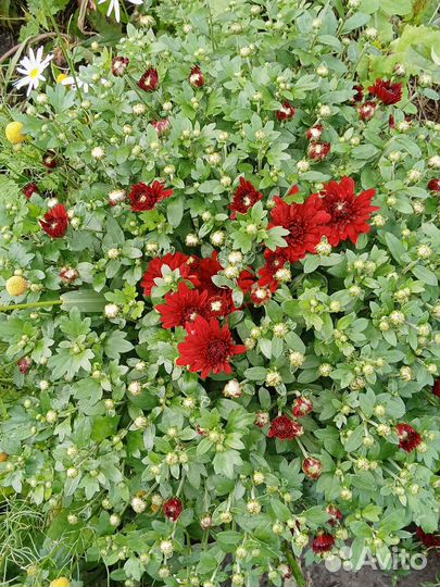 Хризантема