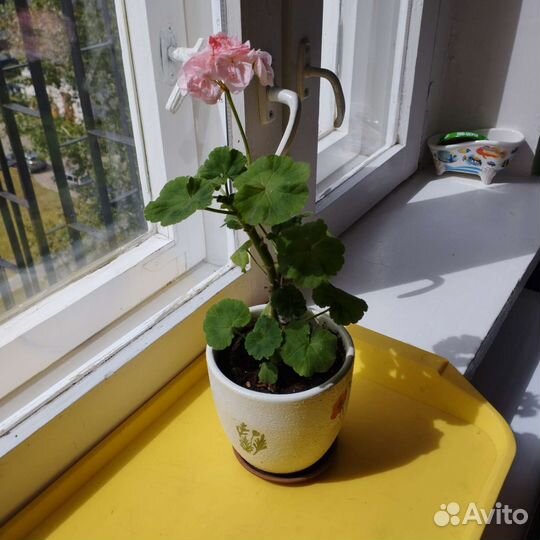 Герань пеларгония