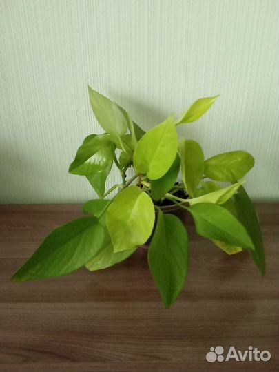 Сингониум. Сциндапсус