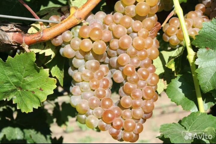 Винный виноград Ркацители