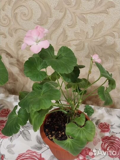 Пеларгония (герань) 3 сорта