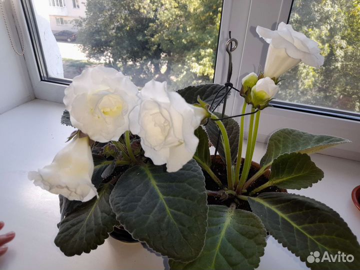 Глоксиния махровая Белая