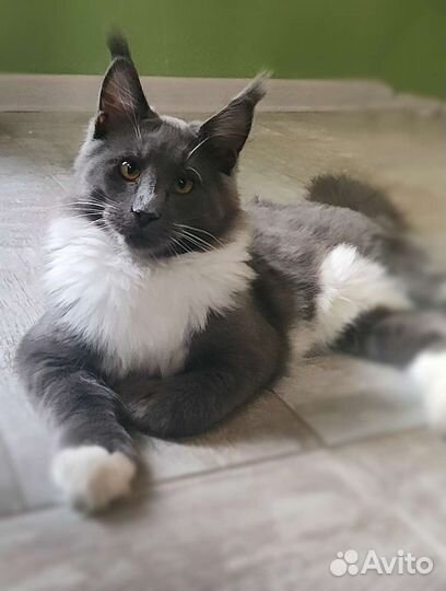 Котята мейн-кун