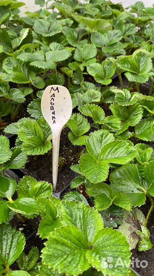 Рассада клубники