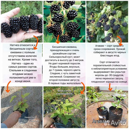 Смородина, крыжовник, ежевика, малина