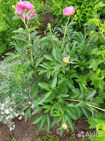 Растения крупномеры