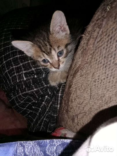 Кошка в дар бесплатно