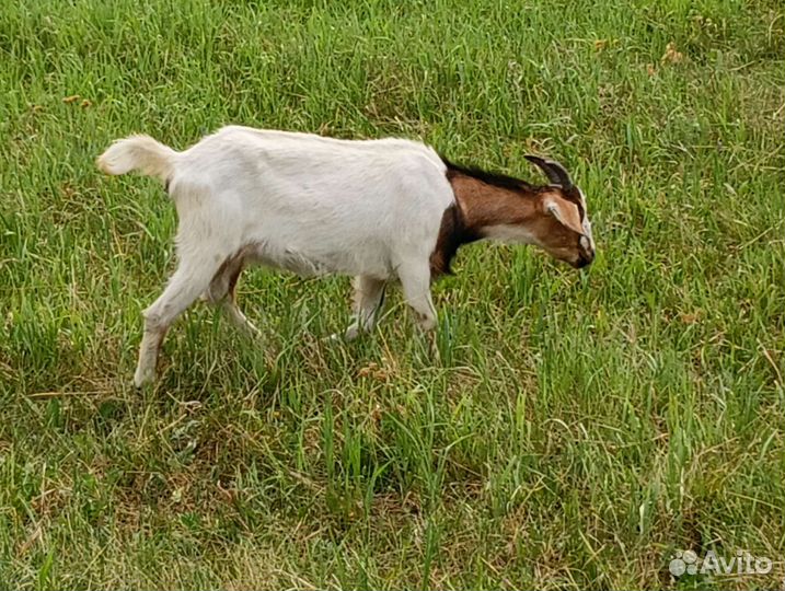 Молодняк коз