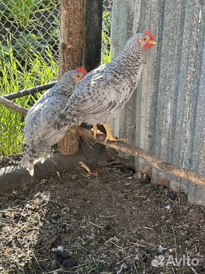 Молодые петухи