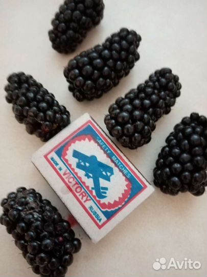 Саженцы ежевики неошипованной