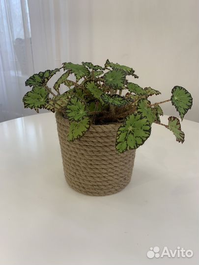 Бегония в горшке