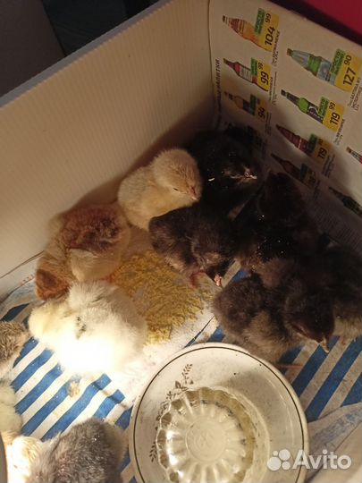 Цыплята несушки петух леггорн долматинец