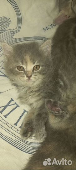 Котёнок- девочка