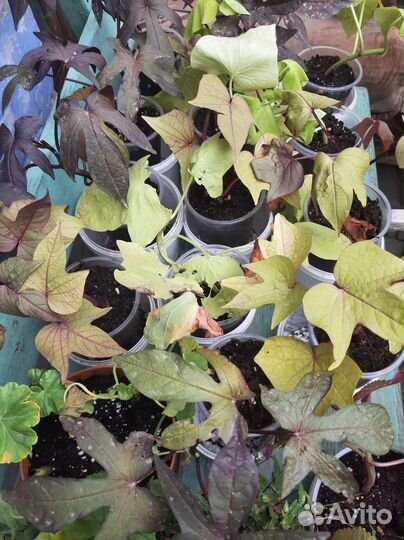 Герань и ипомея батат