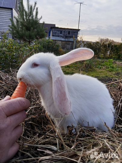 Кролики мясных пород