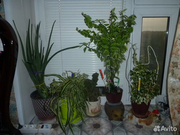 Комнатные цветы