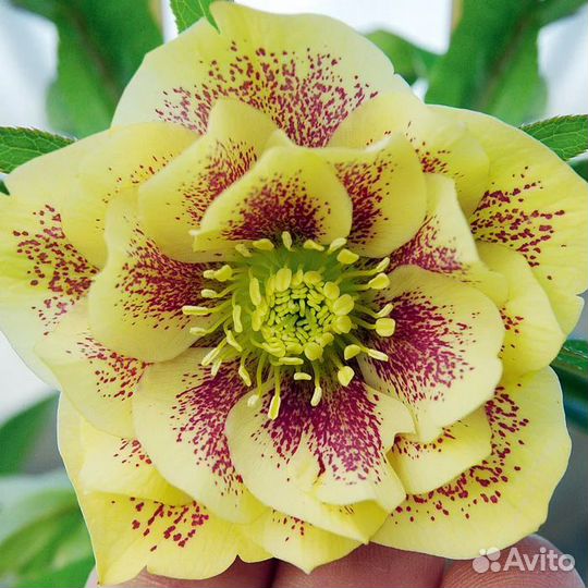 Морозники махровые