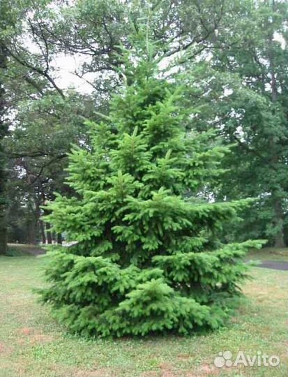 Пихта дугласова Высота от 300см