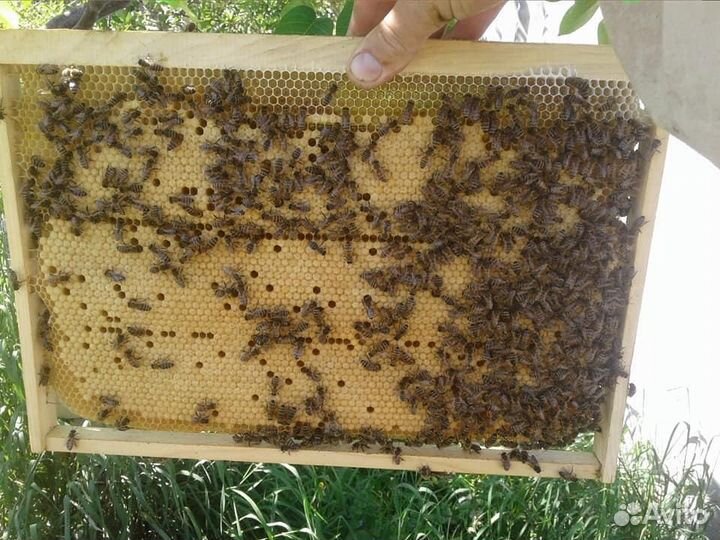 Продаю пчелопакеты