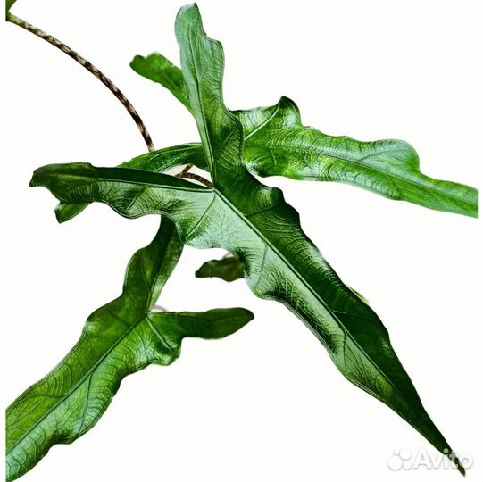 Alocasia Sabrina (Devil horn) и другие