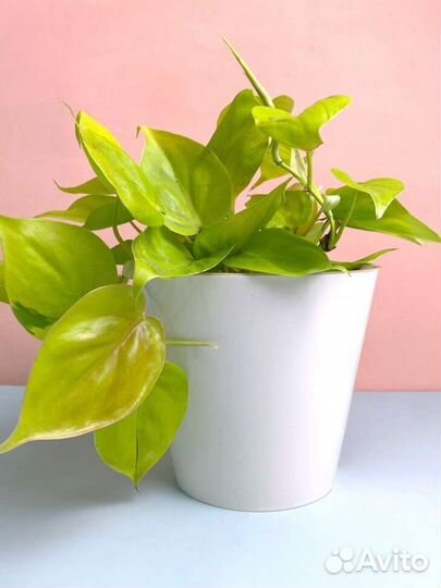 Эпипремнум неон