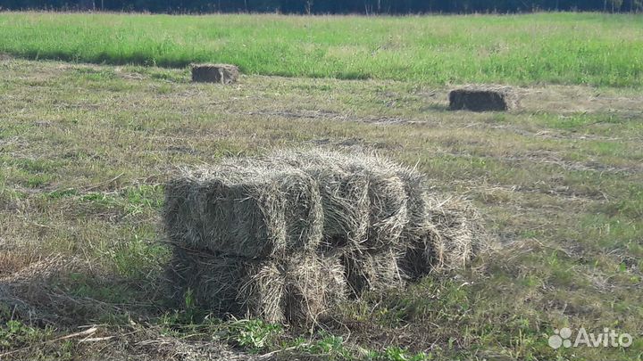 Сено в брикетах