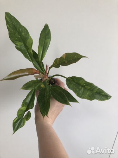 Филодендроны