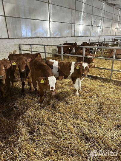 Бычки симменталы