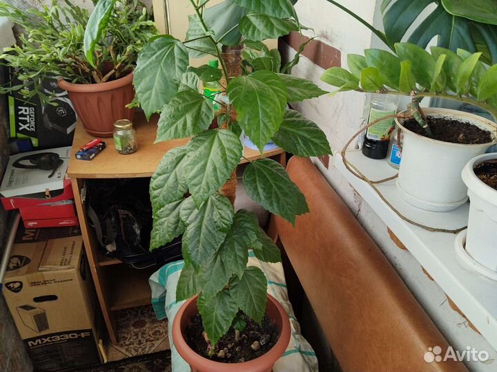 Гибискус махровый