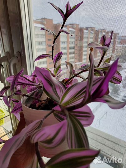 Каллизии Традесканции сортовые