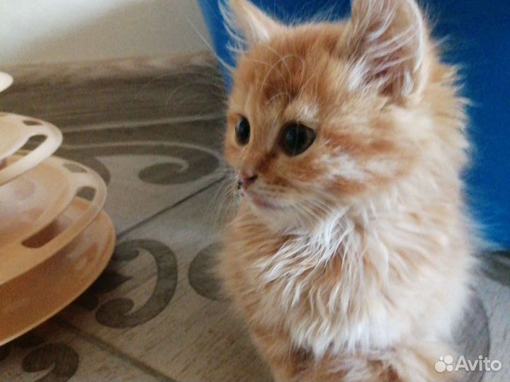 Рыжие котята