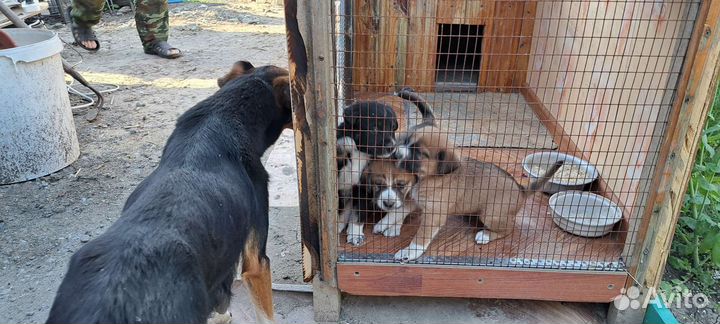 Собачья конура