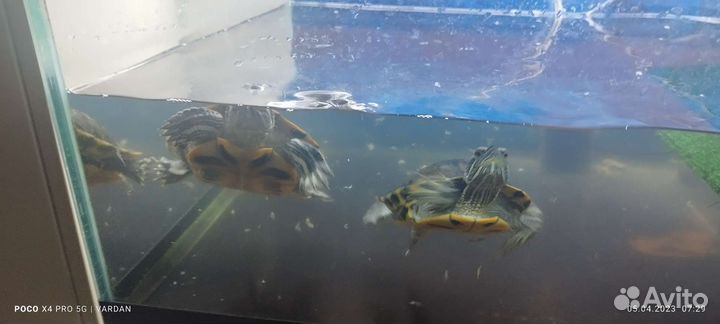 Одам 2 черепах мальчик и девочка