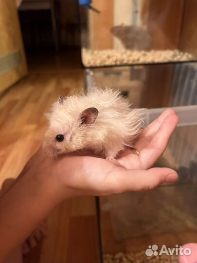 Сирийский хомяк