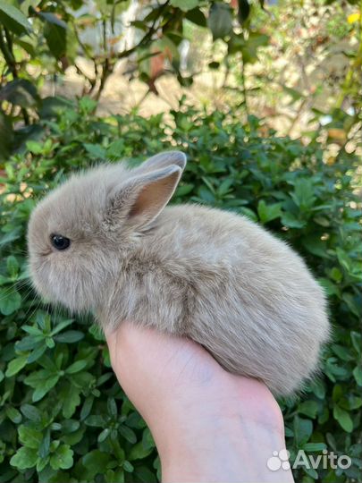Декоративный кролик