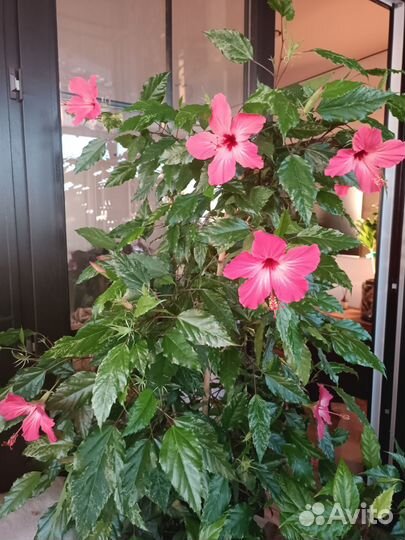 Гибискус Купера взрослый вариегатный