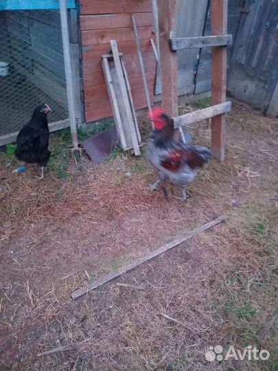 Продаются 2 петуха -4,5 мес