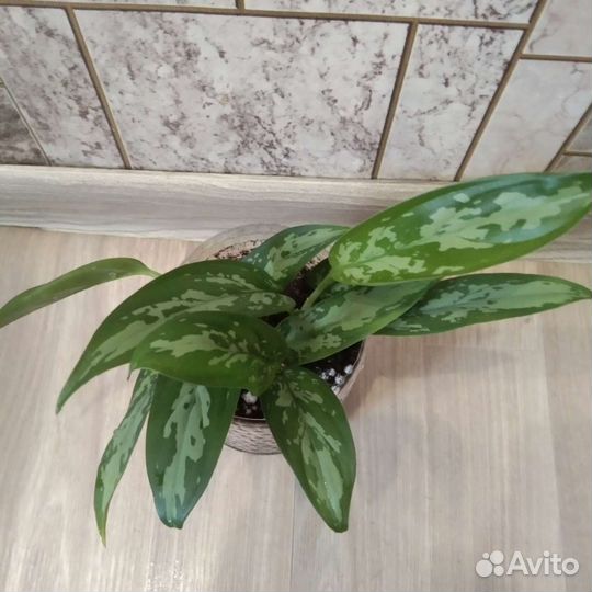 Аглаонема трейби