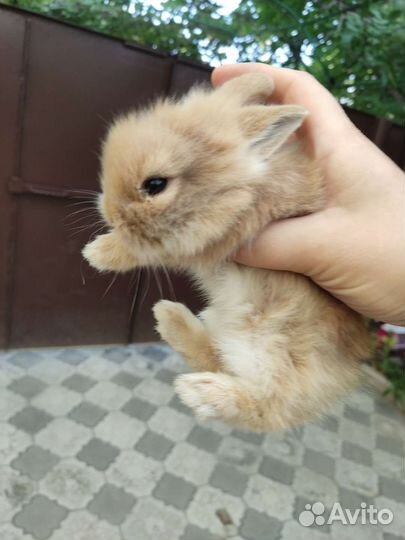 Декоративные кролики