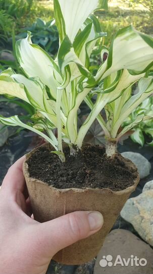 Хоста Киви Cперминт (Kiwi Spearmint)