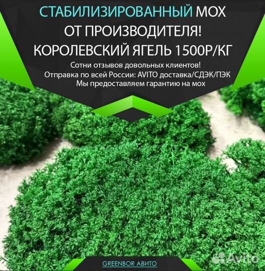 Стабилизированный мох для помещений ягель кочка