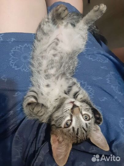 Котик в добрые руки 2м