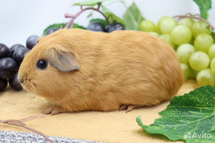 Морские свинки девочки разных пород и окрасов